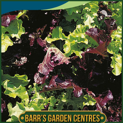 Johnsons - Lettuce Red & Green Salad Bowl Mix - 1000 Seeds