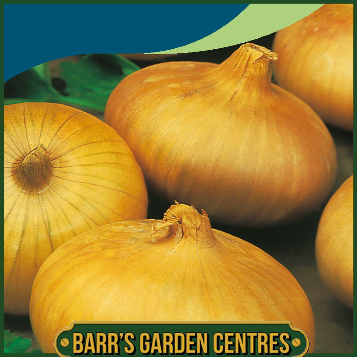 Johnsons -  Onion (japanese) Senshyu Yellow - 250 Seeds