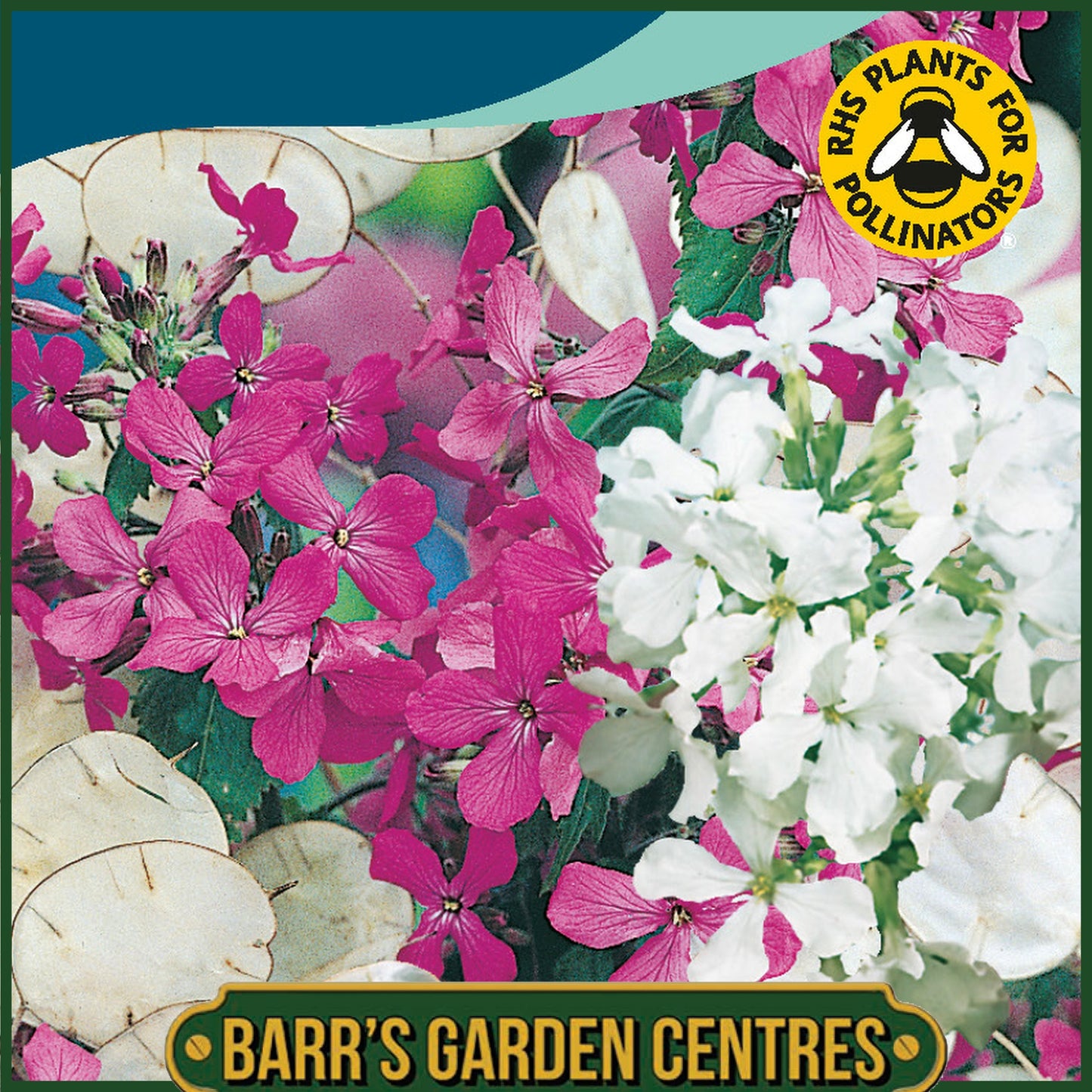 Johnsons - Honesty Purple and White - 50 Seeds