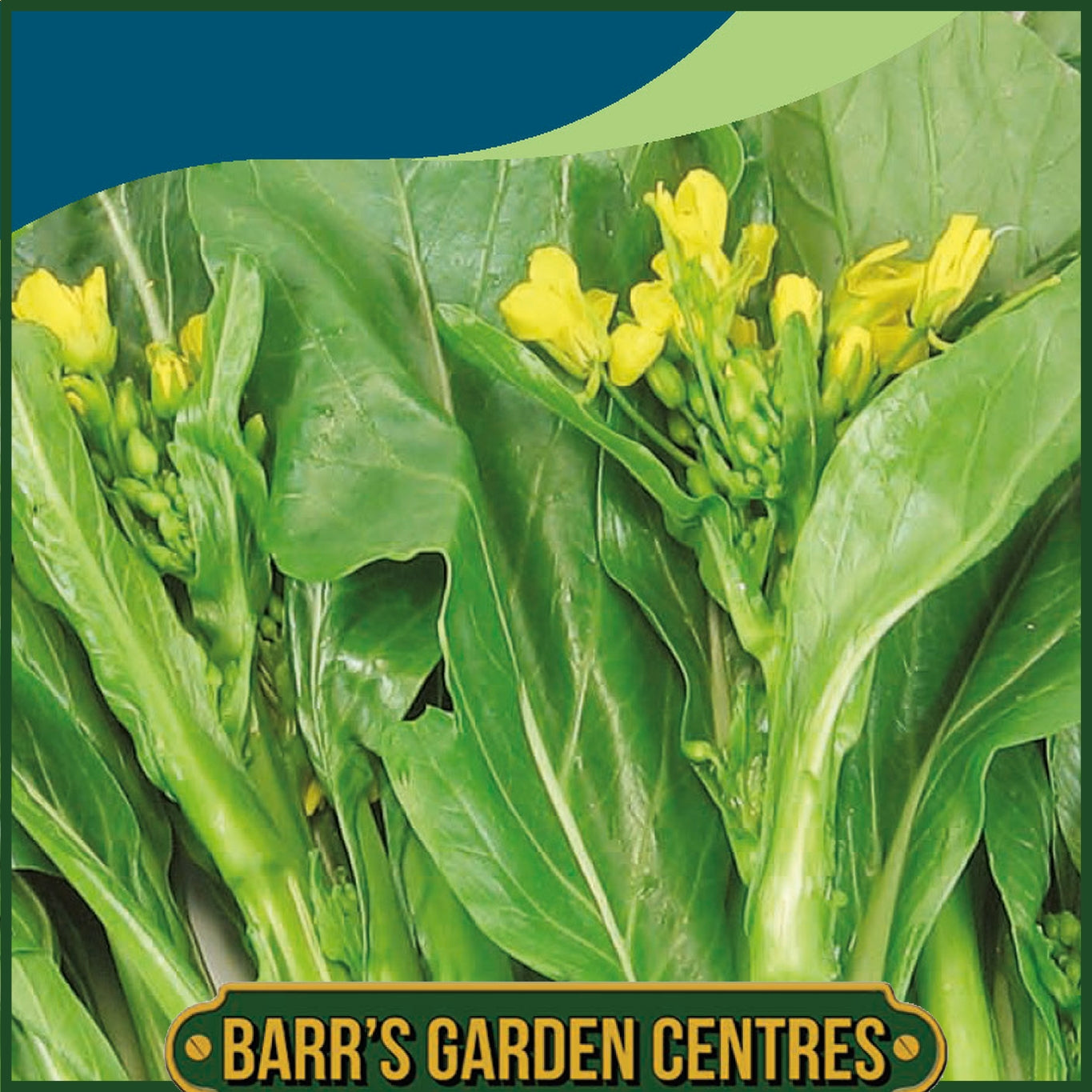 Johnsons - Choy Sum - 500 Seeds