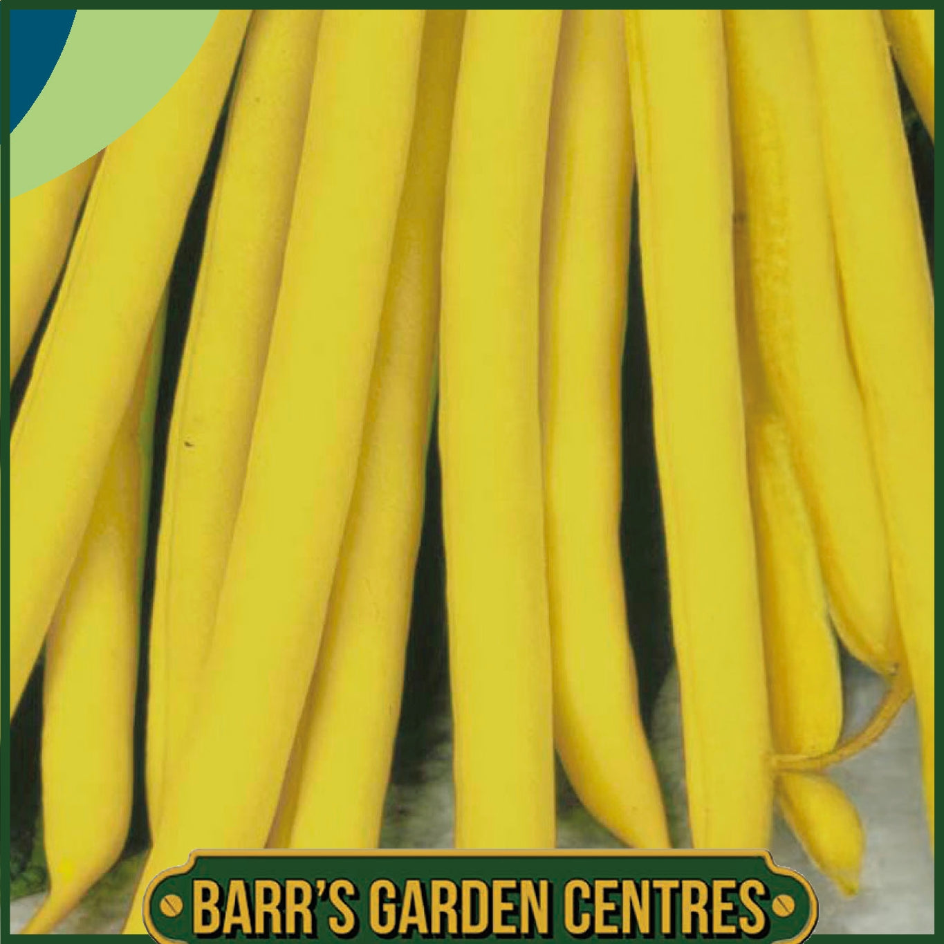 Johnsons - Dwarf French Bean Sonesta - 100 Seeds