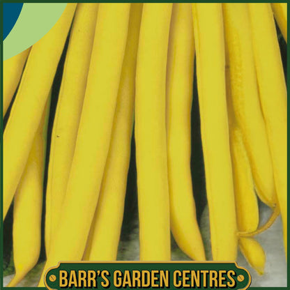 Johnsons - Dwarf French Bean Sonesta - 100 Seeds
