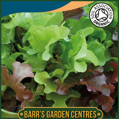 Johnsons - Organic Vegetable - Lettuce Red & Green Salad Bowl Mix - 750 Seeds