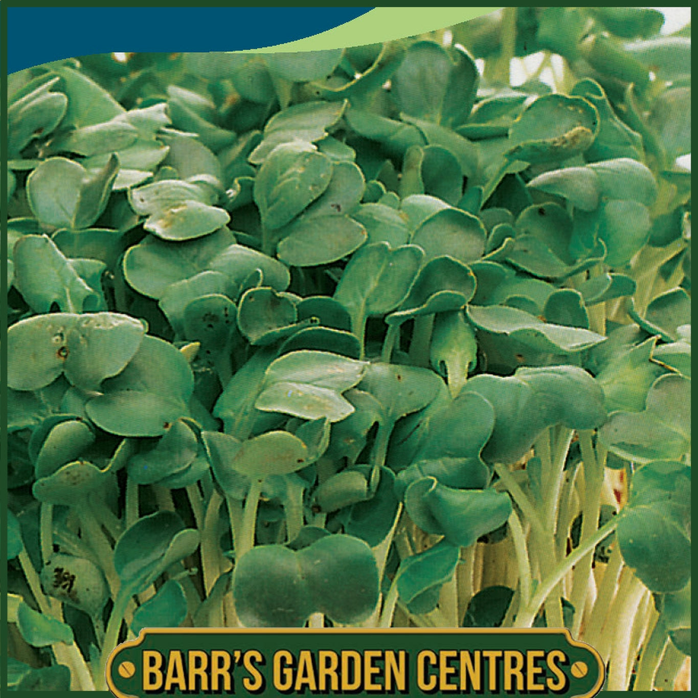Johnsons -  Mustard White - 1750 Seeds
