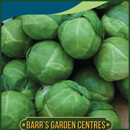 Johnsons - Brussels Sprout Brest F1 - 40 Seeds