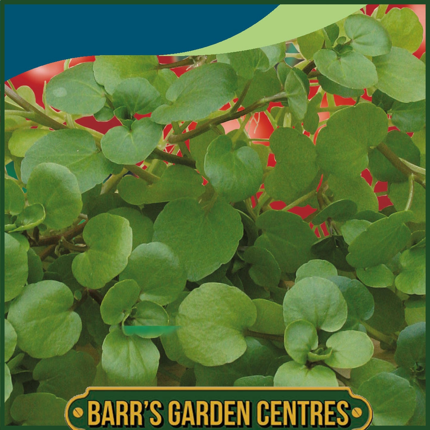 Johnsons - Watercress Aqua - 1000 Seeds