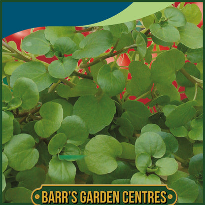 Johnsons - Watercress Aqua - 1000 Seeds