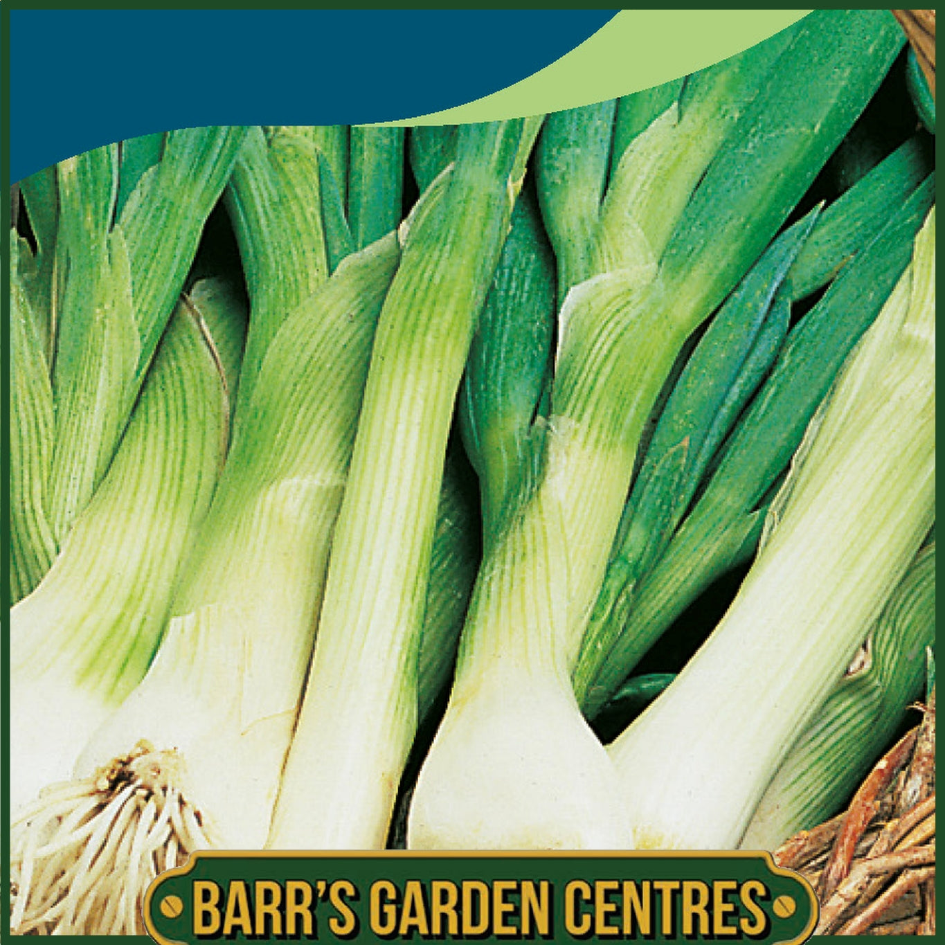 Johnsons -  Onion (spring) Performer - 250 Seeds