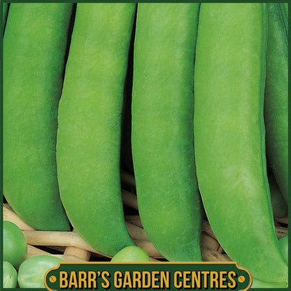 Johnsons - Pea (early) Douce Provence - 250 Seeds