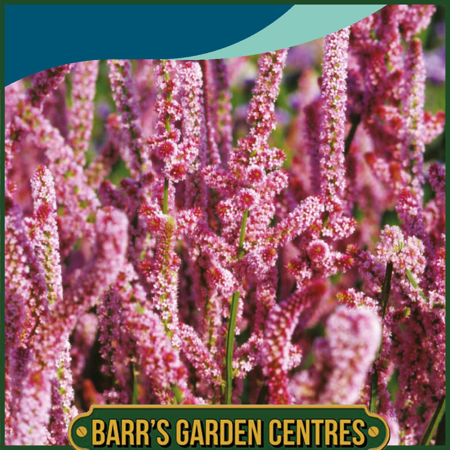 Johnsons - Limonium Pink Pokers - 500 Seeds
