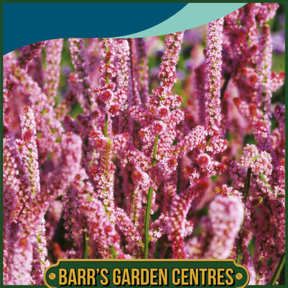 Johnsons - Limonium Pink Pokers - 500 Seeds