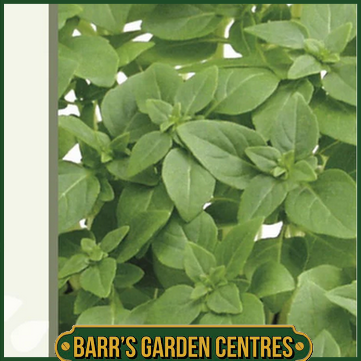 RHS RHS Basil Pluto - 300 Seeds