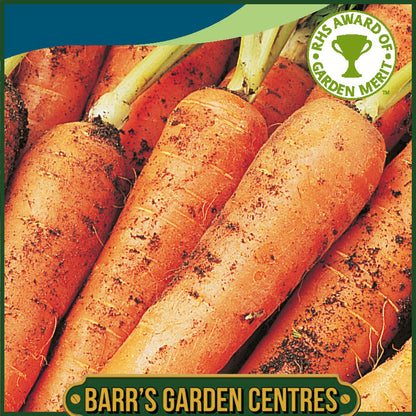 Johnsons - Carrot Resistafly - Tozresis F1 - 350 Seeds