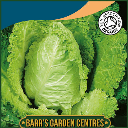 Johnsons - Organic Vegetable - Cabbage (savoy) Bloemendaalse Gele - 30 Seeds