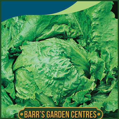 Johnsons - Lettuce Webbs Wonderful - 1000 Seeds