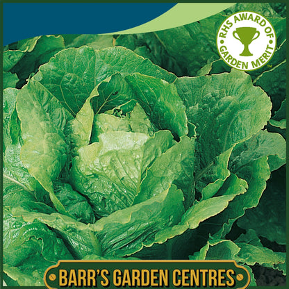 Johnsons - Lettuce Winter Density - 1000 Seeds