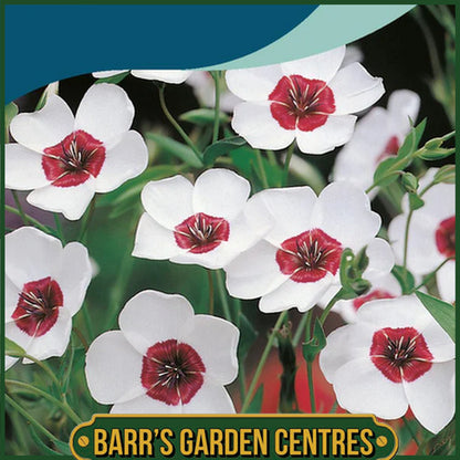 Johnsons - Linum Bright Eyes - 300 Seeds
