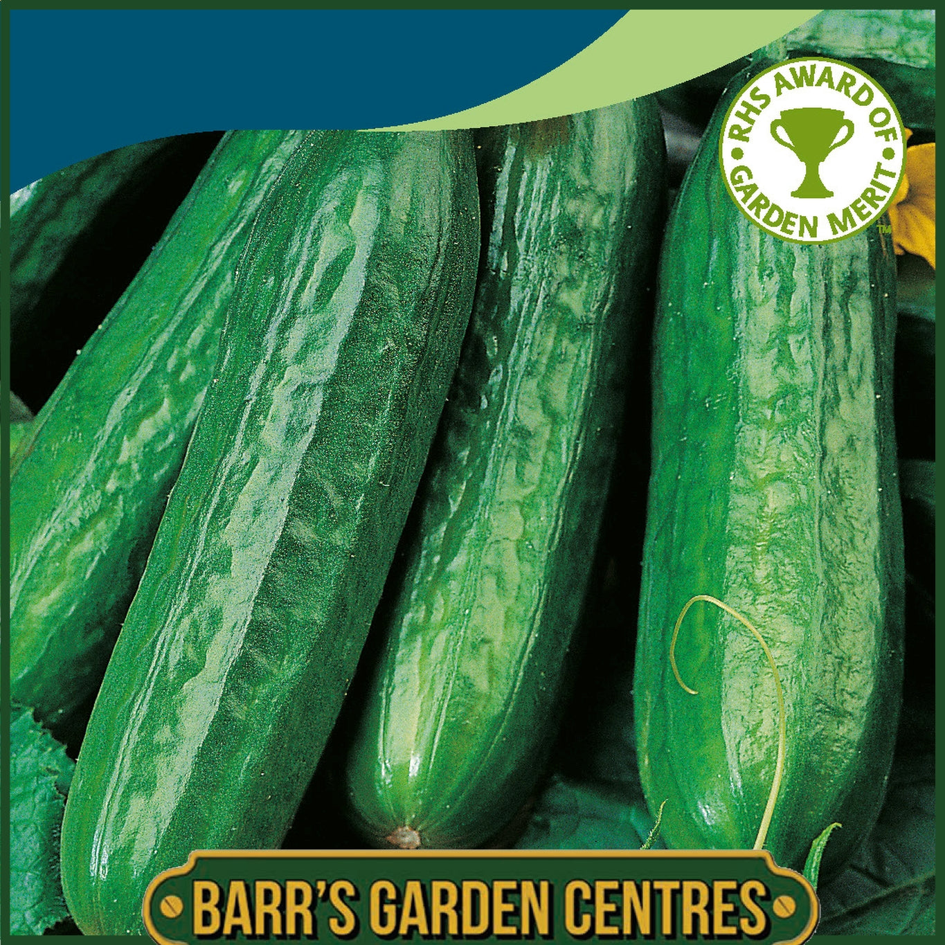 Johnsons - Cucumber Emilie F1 - 6 Seeds