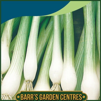 Johnsons -  Onion (spring) White Lisbon Winter Hardy - 600 Seeds