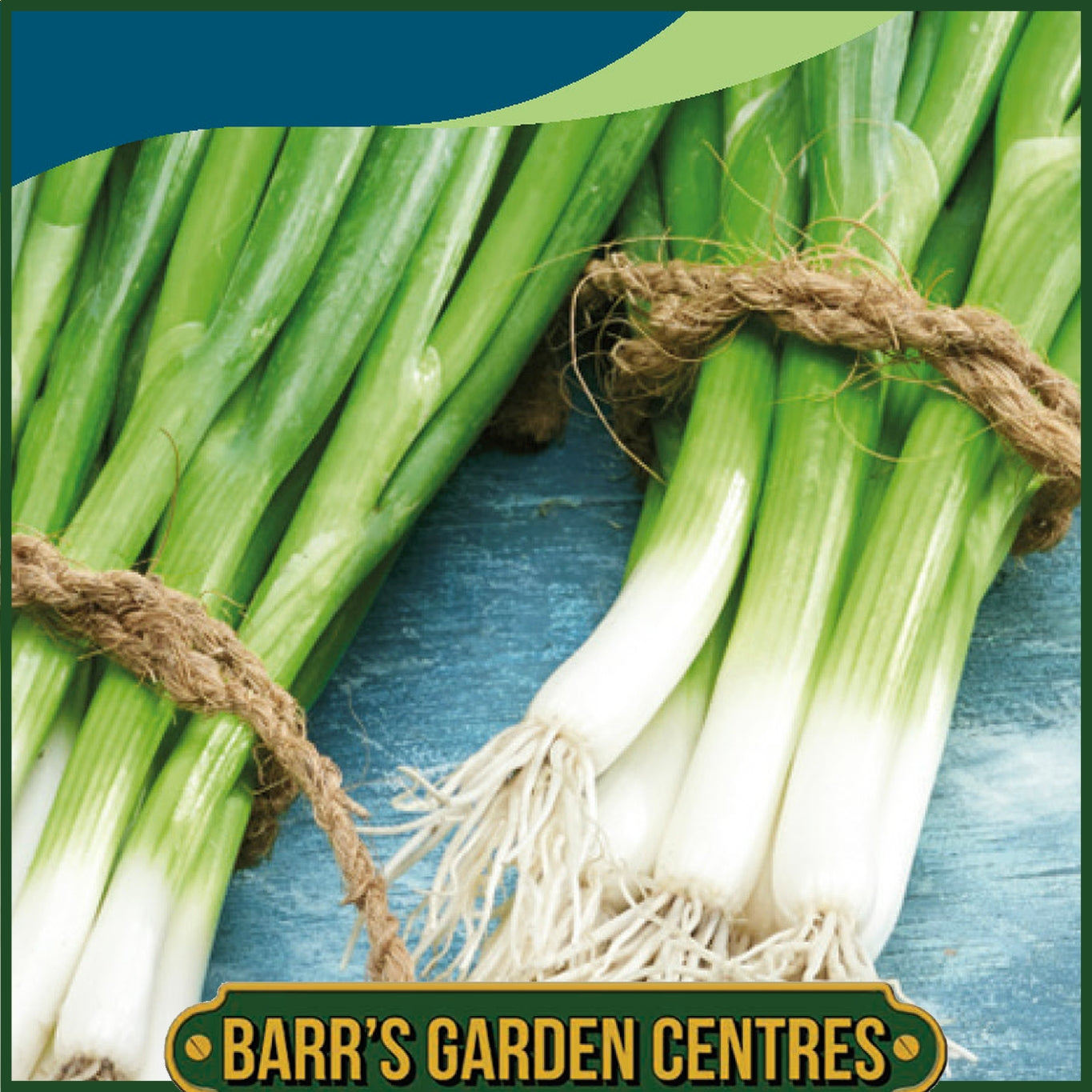 Johnsons -  Onion (spring) Snow Queen F1 - 200 Seeds