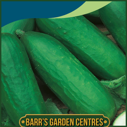 Johnsons - Cucumber Beth Alpha - 40 Seeds