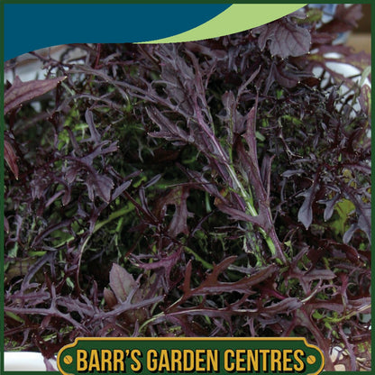 Johnsons -  Mustard Red Frills - 350 Seeds