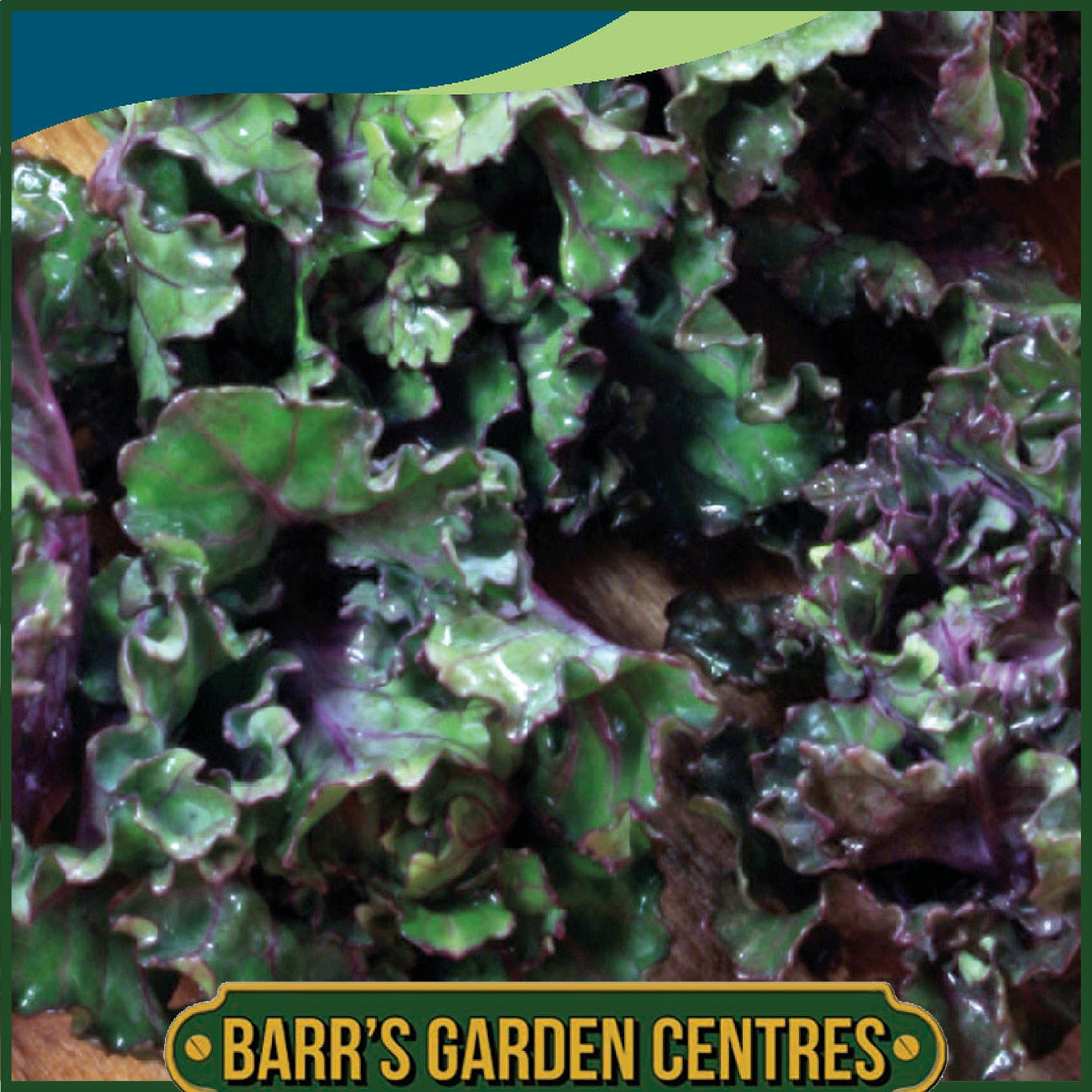 Johnsons - Kalettes Mixed F1 - 25 Seeds