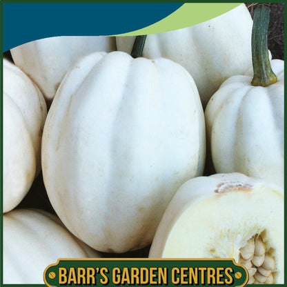 Johnsons - Squash Mashed Potato - 10 Seeds
