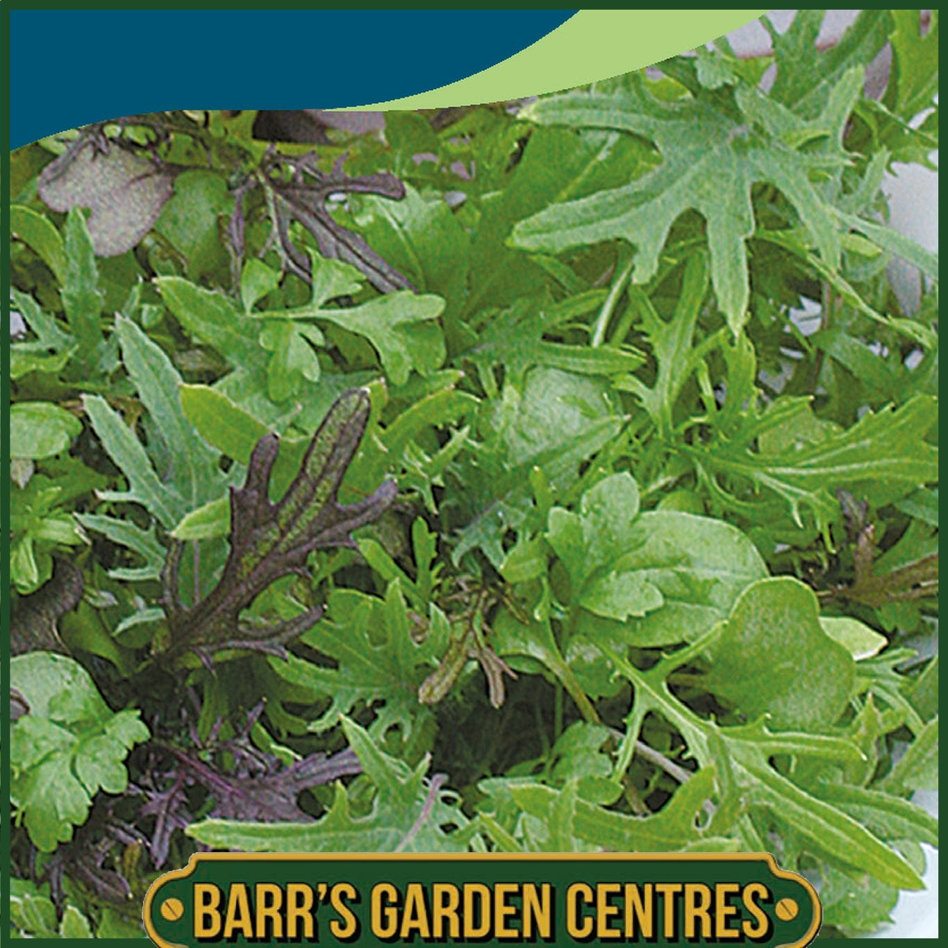 Johnsons - Mixed Leaves Oriental - 500 Seeds