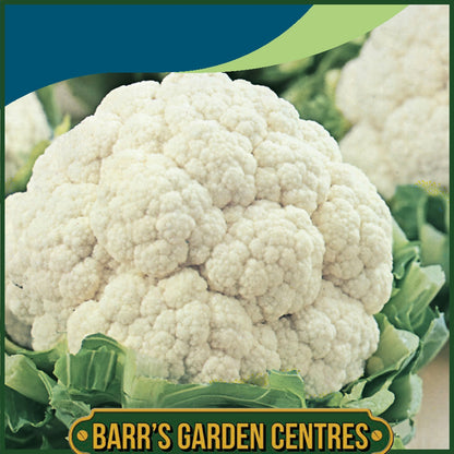 Johnsons - Cauliflower All the Year Round - 200 Seeds