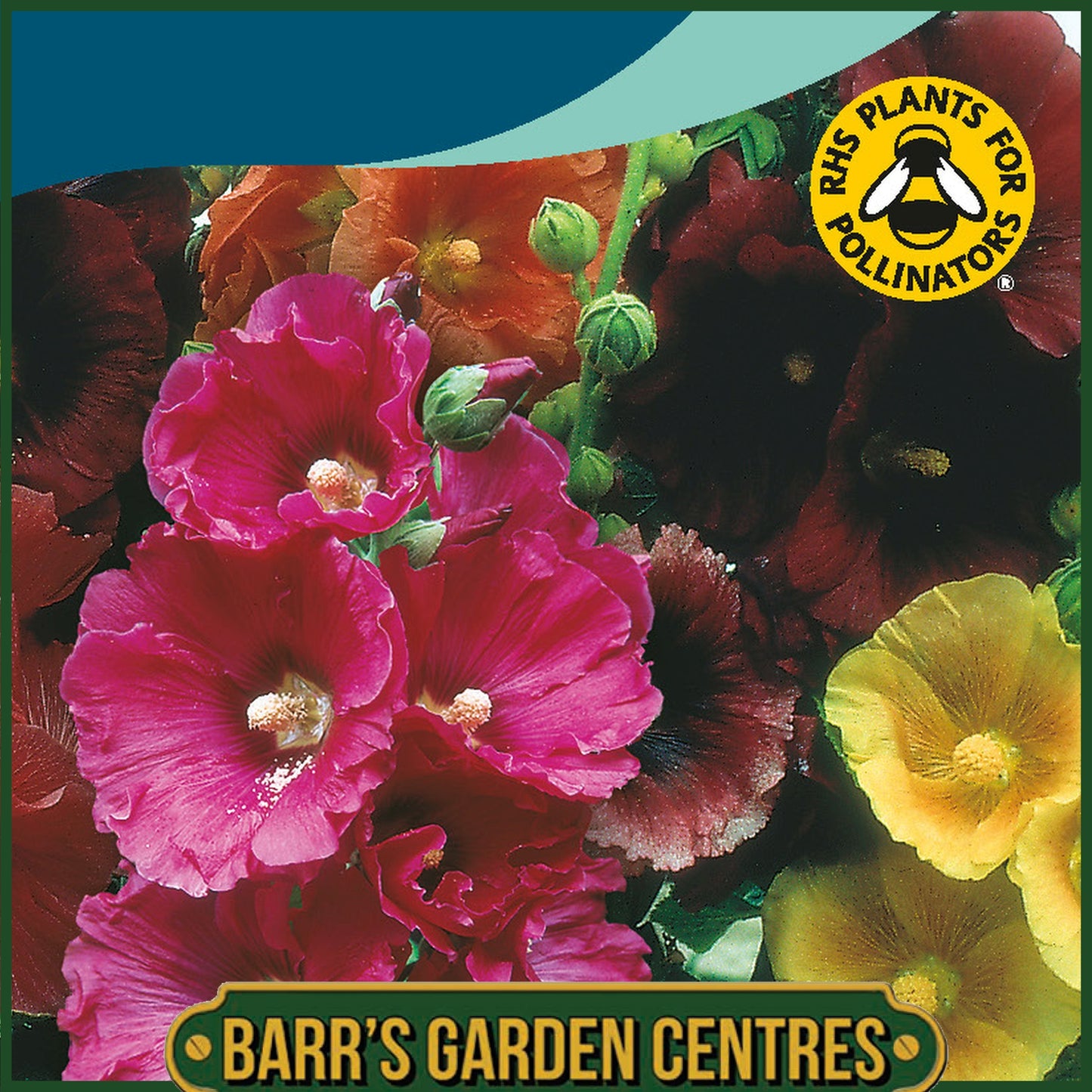Johnsons - Hollyhock Giant Single Mix - 50 Seeds