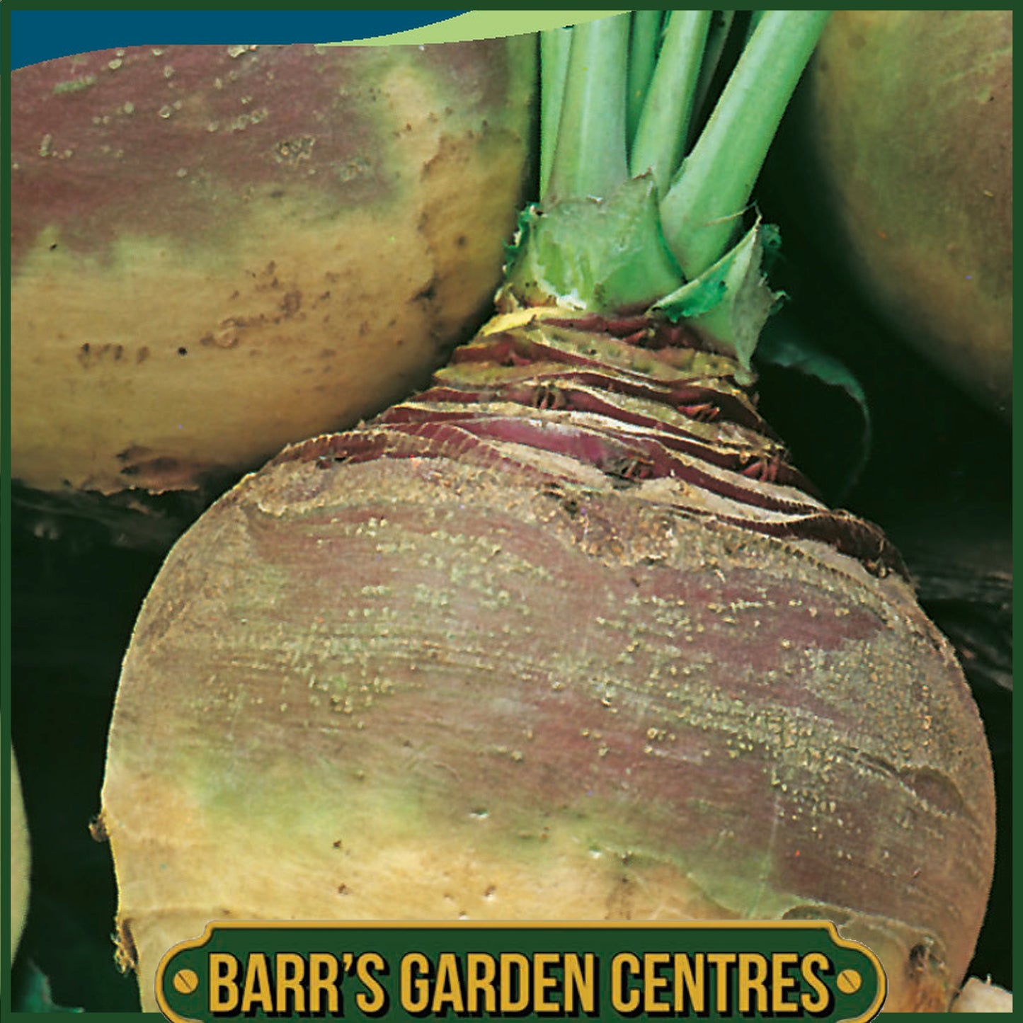 Johnsons - Swede Best of All - 1000 Seeds