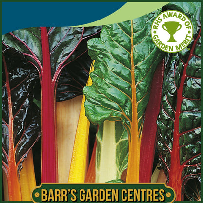 Johnsons - Chard Bright Lights - 100 Seeds