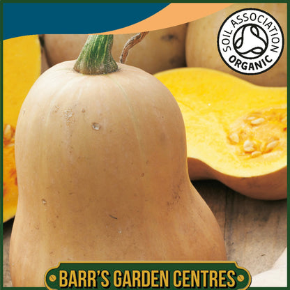 Johnsons - Organic Vegetable - Squash (winter) Early Butternut - 10 Seeds