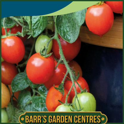 Johnsons - Tomato Summer Dew F1 - 10 Seeds