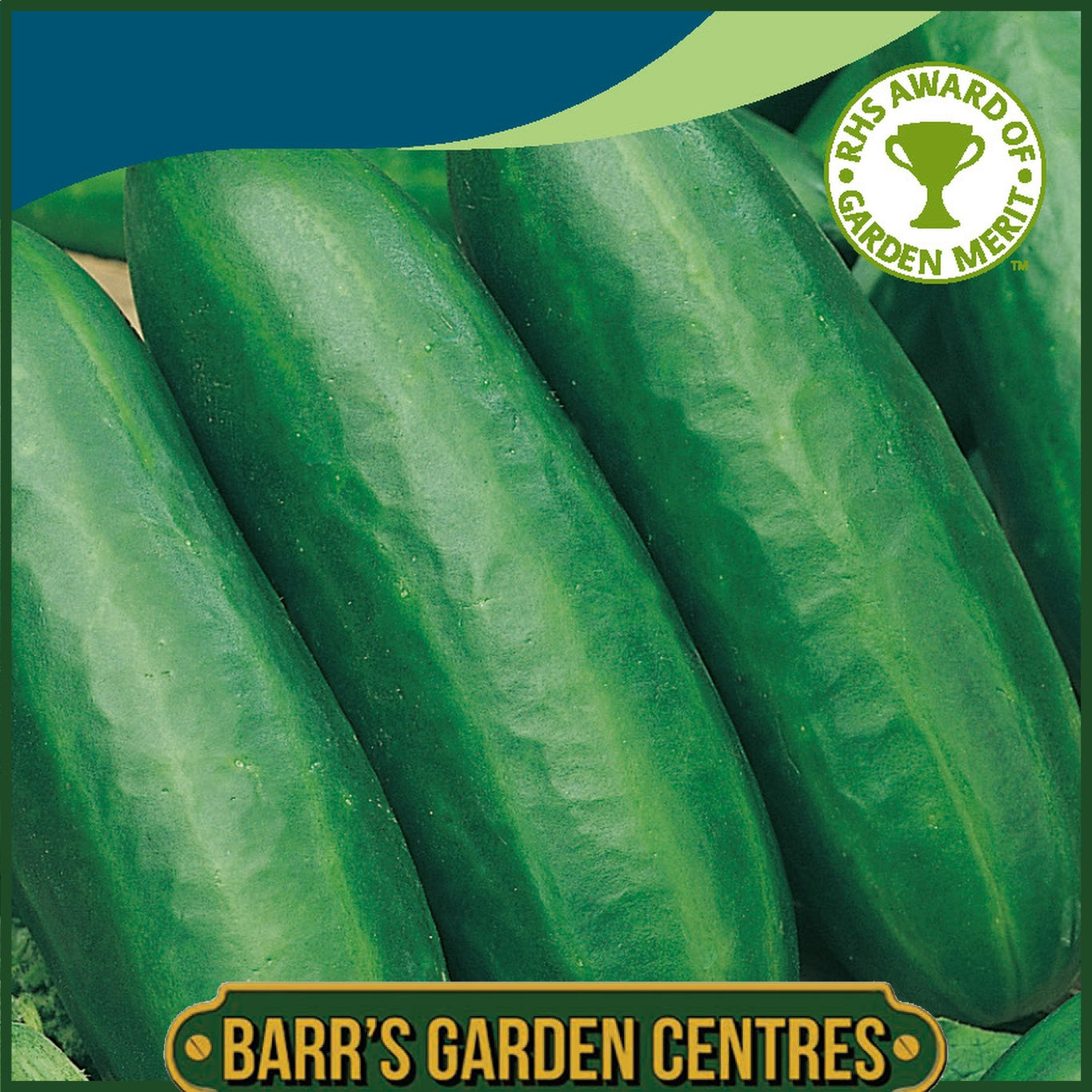 Johnsons - Cucumber Socrates F1 - 5 Seeds