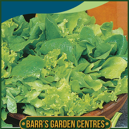 Johnsons - Lettuce Mixed Green Leaves - 1000 Seeds