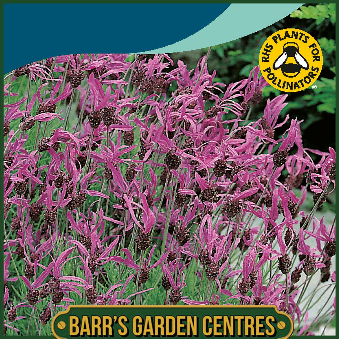 Johnsons - Lavender French - 35 Seeds