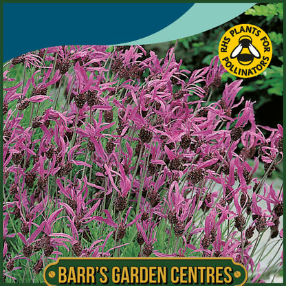 Johnsons - Lavender French - 35 Seeds
