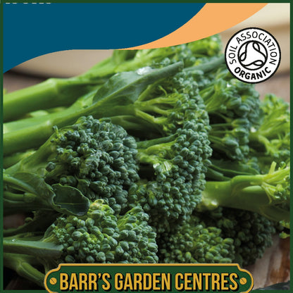 Johnsons - Organic Vegetable - Broccoli Green Sprouting - 150 Seeds
