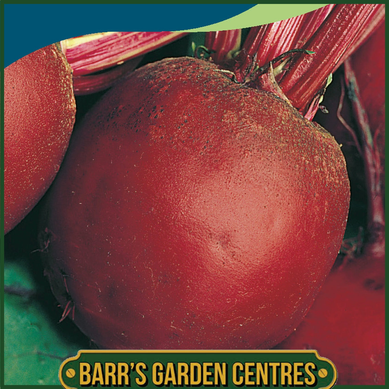 Johnsons - Beetroot Detroit 2 - 275 Seeds
