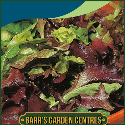 Johnsons - Lettuce Mixed Salad Leaves - 1000 Seeds