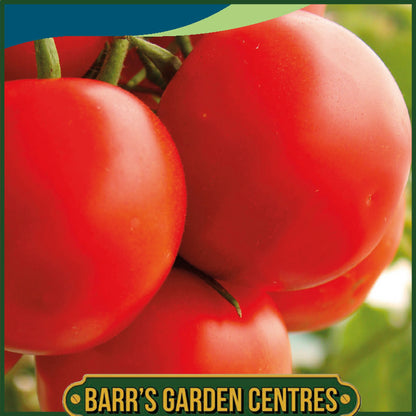 Johnsons - Tomato Moneymaker - 30 Seeds