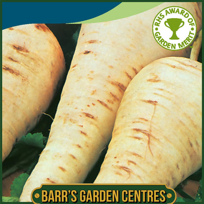 Johnsons - Parsnip Gladiator F1 - 200 Seeds