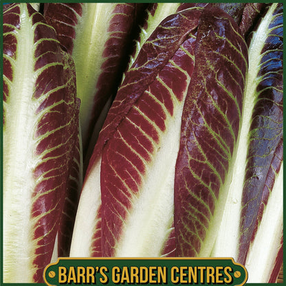 Johnsons - Radicchio Rossa Di Treviso Precoce - 1000 Seeds