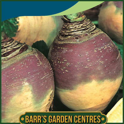 Johnsons - Swede Helenor - 500 Seeds