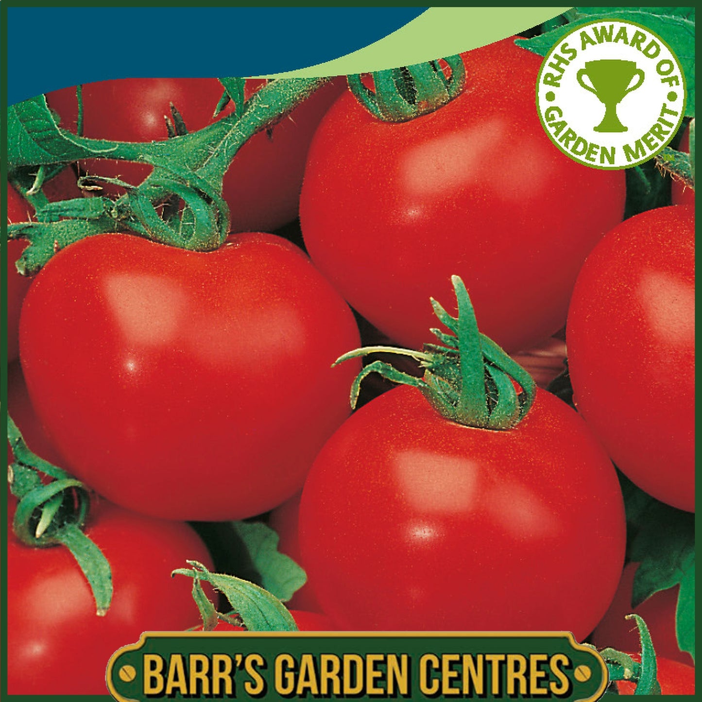 Johnsons - Tomato Shirley F1 - 10 Seeds