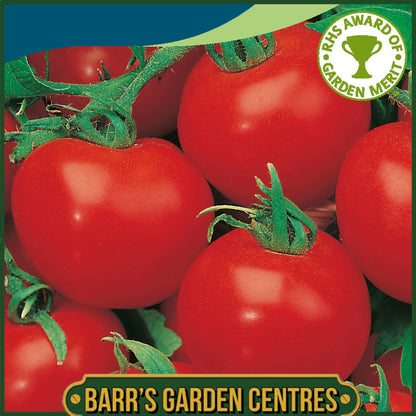 Johnsons - Tomato Shirley F1 - 10 Seeds