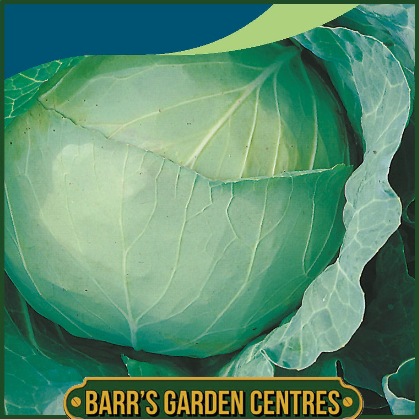 Johnsons - Cabbage Primo (ii) - 350 Seeds