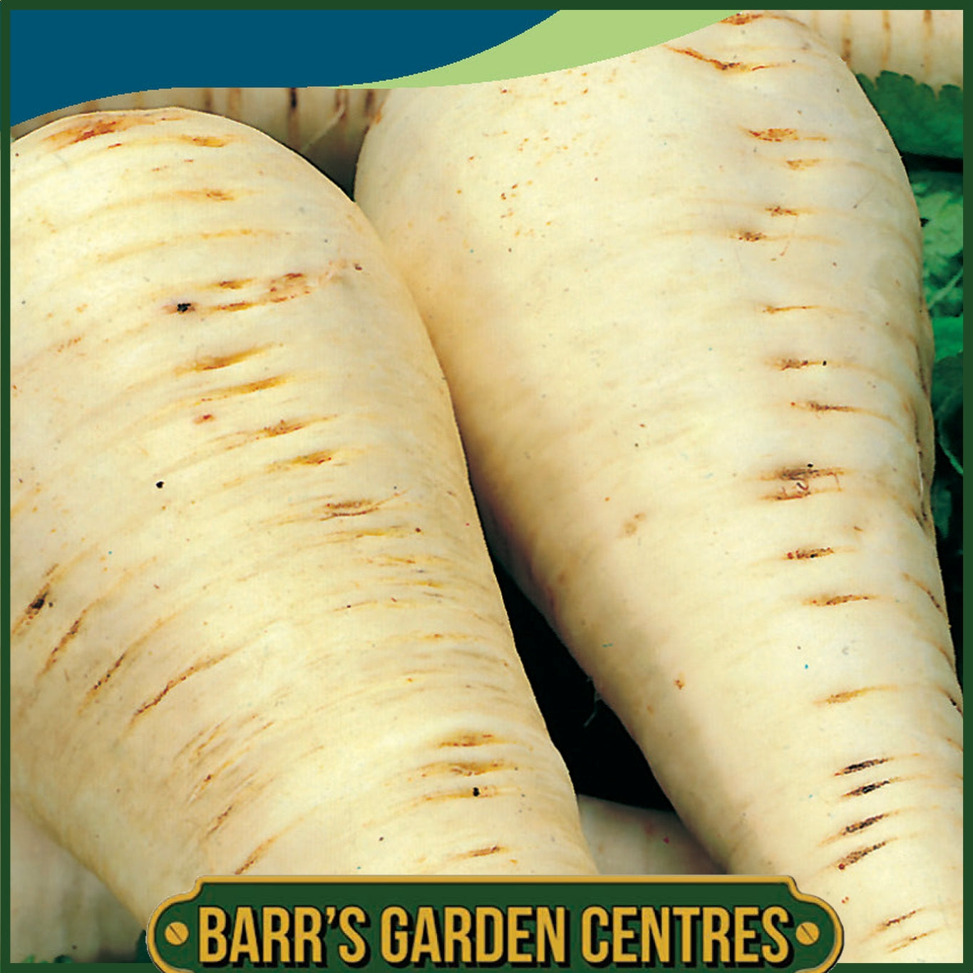 Johnsons - Parsnip Hollow Crown - 500 Seeds
